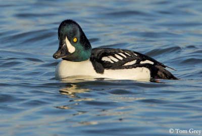 Barrow's goldeneye: a species of duck with brilliant yellow eyes