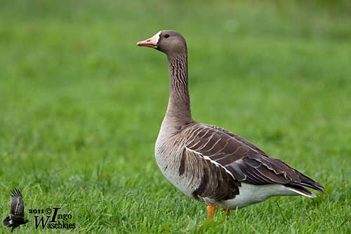 Greater White-fronted Goose Identification, All About Birds, Cornell Lab of  Ornithology