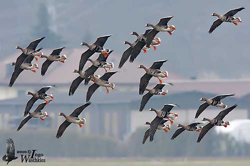 Greater White-fronted Goose Identification, All About Birds, Cornell Lab of  Ornithology