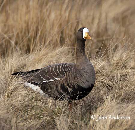 Greater White-fronted Goose Identification, All About Birds, Cornell Lab of  Ornithology