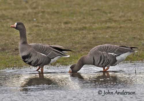 Greater White-fronted Goose Identification, All About Birds, Cornell Lab of  Ornithology