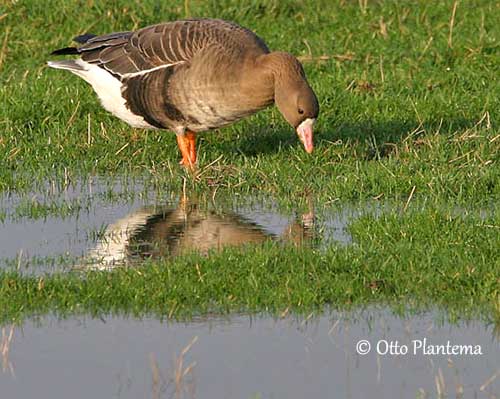 Greater White-fronted Goose Identification, All About Birds, Cornell Lab of  Ornithology