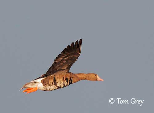 Greater White-fronted Goose Identification, All About Birds, Cornell Lab of  Ornithology