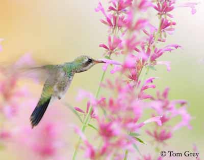 Bouillotte cervicale - Iris et le Colibri à Elancourt