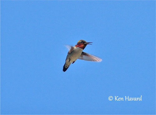 bee hummingbird flying