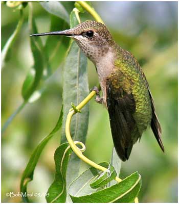 Faune et flore du pays - Le Colibri à gorge rubis