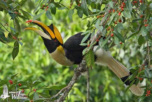 great hornbill flying in groups