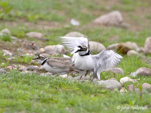 Common ringed plover - Wikipedia