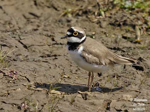 Gallery Little Ringed Plover Photo Gallery by Raymond De Smet at pbase.com