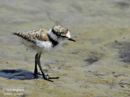 RARE BIRD ALERT: COMMON RINGED PLOVER - Maine Audubon