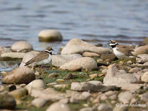 Little Ringed Plover Nest Eggs Stock Photo 154356380 | Shutterstock