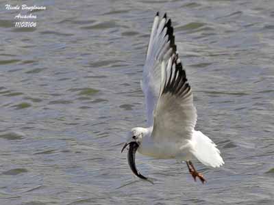 AVEC SES GOM BEBE CREE FERME - LES TOUT PETITS (< 2ANS) - JEUNESSE - La  Mouette Rieuse