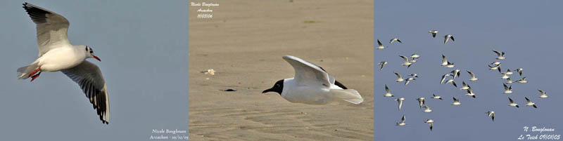 AVEC SES GOM BEBE CREE FERME - LES TOUT PETITS (< 2ANS) - JEUNESSE - La  Mouette Rieuse