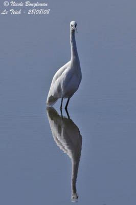 Little Egret