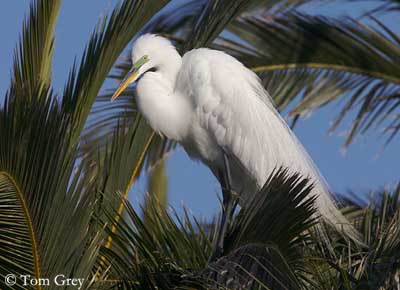 Great Egret In tree. Louisiana, USA Distinguished from most