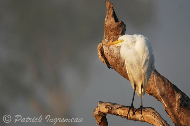 Intermediate Egret