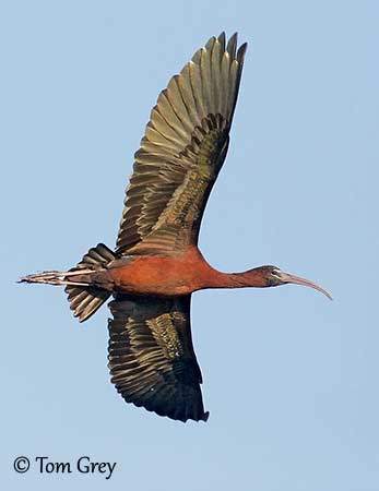 site de rencontre ibis