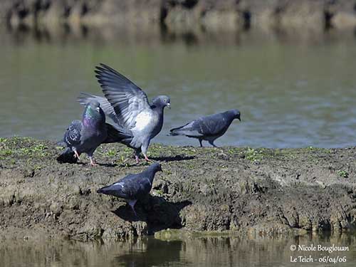 Rock Dove Bird Facts