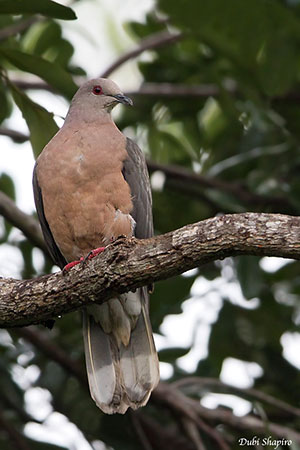 Ring-tailed Pigeon (Patagioenas caribaea), Silver Hill Gap… | Flickr