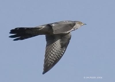 Coucou gris (Cuculus canorus), l'oiseau voleur de nid