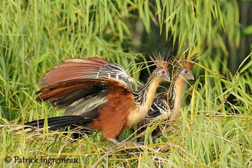 Hoatzin