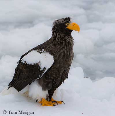 Sea Eagles, Fish Eagles and Fishing Eagles