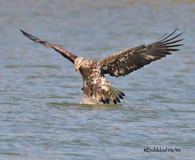 Sea Eagles, Fish Eagles and Fishing Eagles