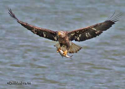 Sea Eagles, Fish Eagles and Fishing Eagles