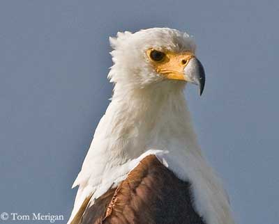 Sea Eagles, Fish Eagles and Fishing Eagles