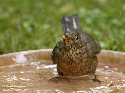 Le bien-être des oiseaux des jardins