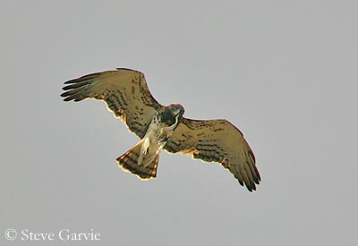 Circaètes, Serpentaires et Bateleur des savanes