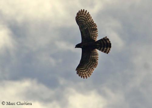 Meet the Birdorable Black Hawk-Eagle < Birds of Prey