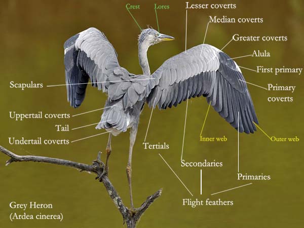Description of the bird and its plumage