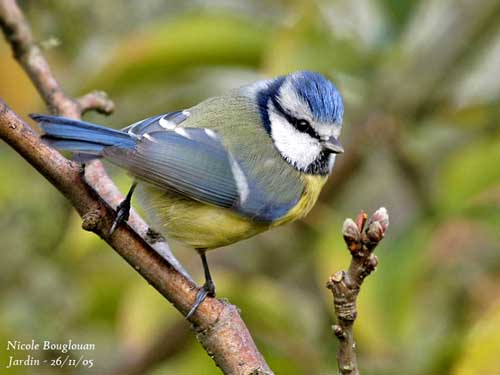 Family Paridae - Tits, Chickadees and Titmice