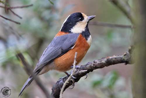 Family Paridae Tits, Chickadees and Titmice