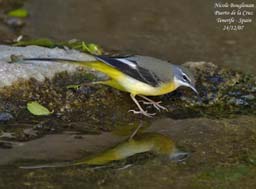 bird trip reports tenerife