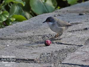 bird trip reports tenerife