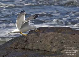 bird trip reports tenerife