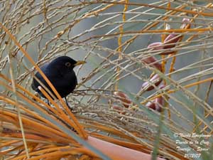 bird trip reports tenerife