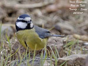 bird trip reports tenerife