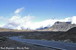 bird trip reports tenerife