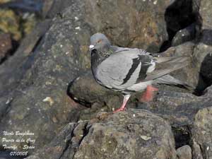 bird trip reports tenerife