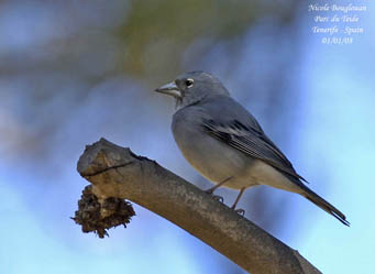 bird trip reports tenerife