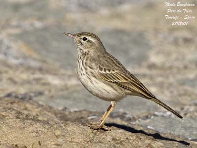 bird trip reports tenerife