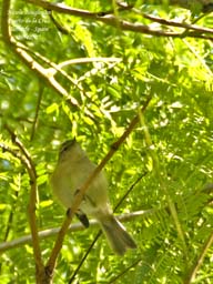 bird trip reports tenerife