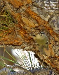 bird trip reports tenerife