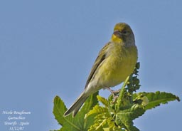 bird trip reports tenerife