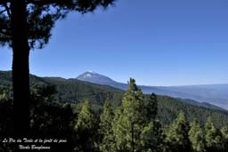 bird trip reports tenerife