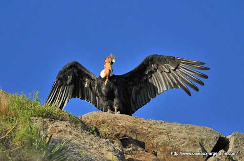The Andean Condor's flight
