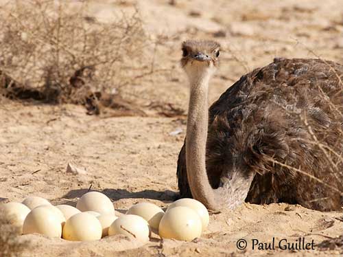 Préservation - œufs et reproduction - Le Parc des oiseaux